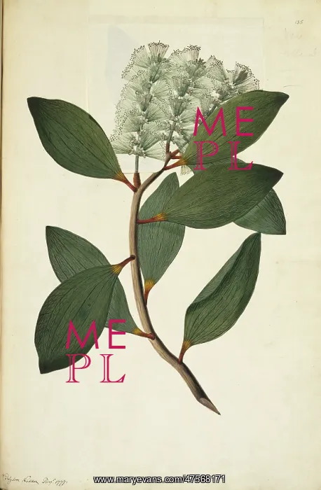 : Melaleuca viridiflora, weeping tea tree : Melaleuca viridiflora, weeping tea tree