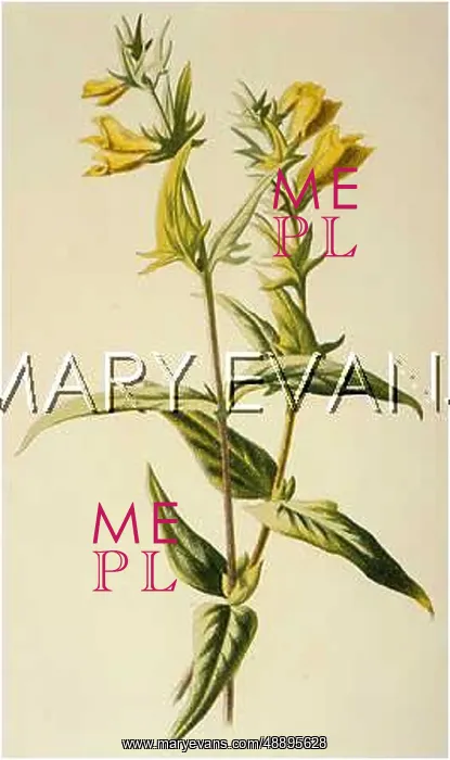  : MELAMPYRUM PRATENSE