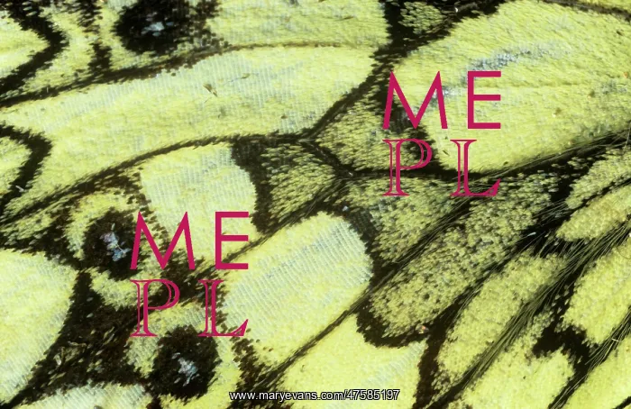 : Melanargia galathea, marbled white butterfly : Melanargia galathea, marbled white butterfly
