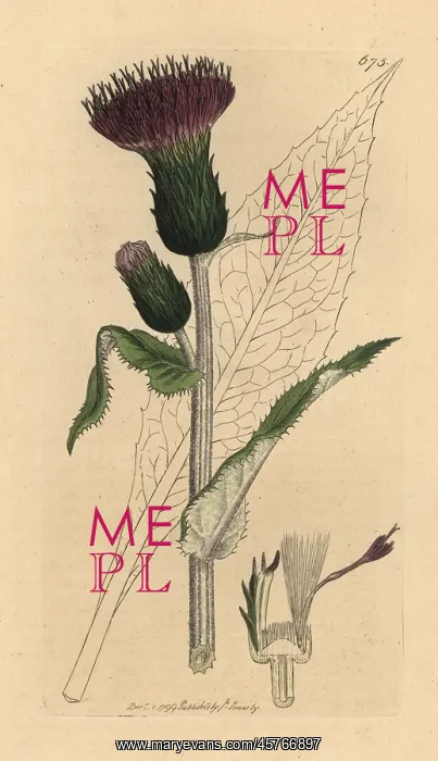 : Melancholy thistle, Cirsium heterophyllum : Melancholy thistle, Cirsium heterophyllum