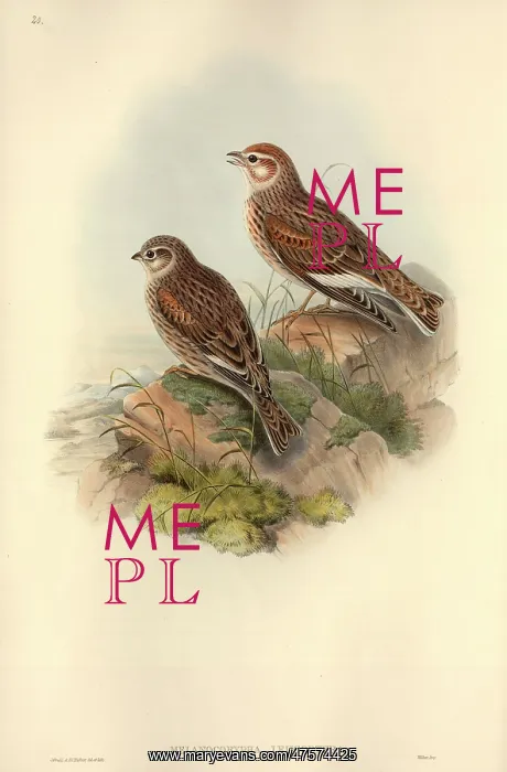 : Melancorypha leucoptera, white-winged lark : Melancorypha leucoptera, white-winged lark