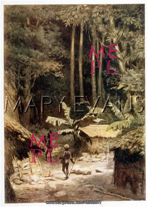 : A MELANESIAN FOREST : A MELANESIAN FOREST