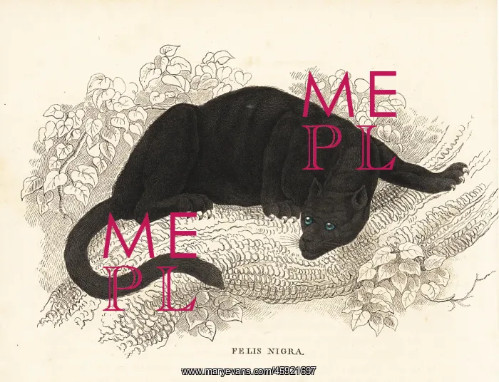 : Melanistic jaguar, Panthera onca : Melanistic jaguar, Panthera onca