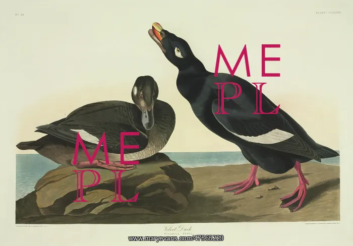 : Melanitta fusca, white-winged scoter : Melanitta fusca, white-winged scoter