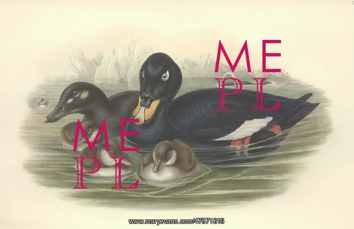 : Melanitta fusca, white-winged scoter : Melanitta fusca, white-winged scoter