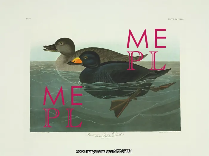 : Melanitta nigra, black scoter : Melanitta nigra, black scoter