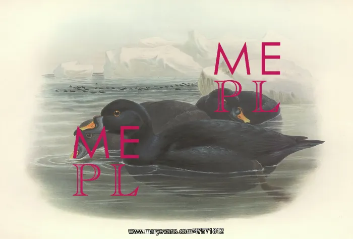 : Melanitta nigra, black scoter : Melanitta nigra, black scoter