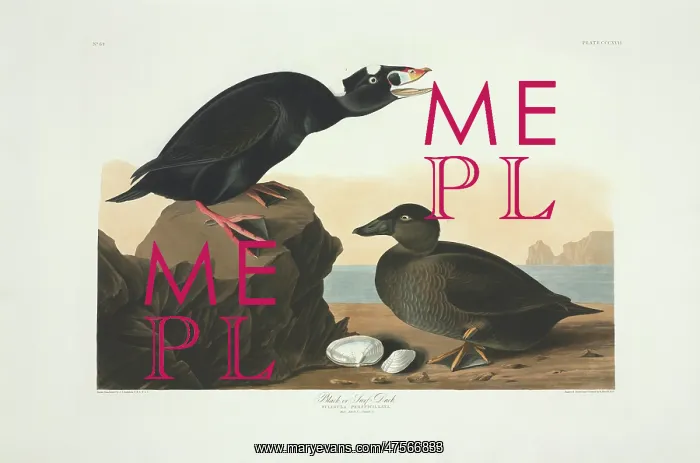 : Melanitta perspicillata, surf scoter : Melanitta perspicillata, surf scoter