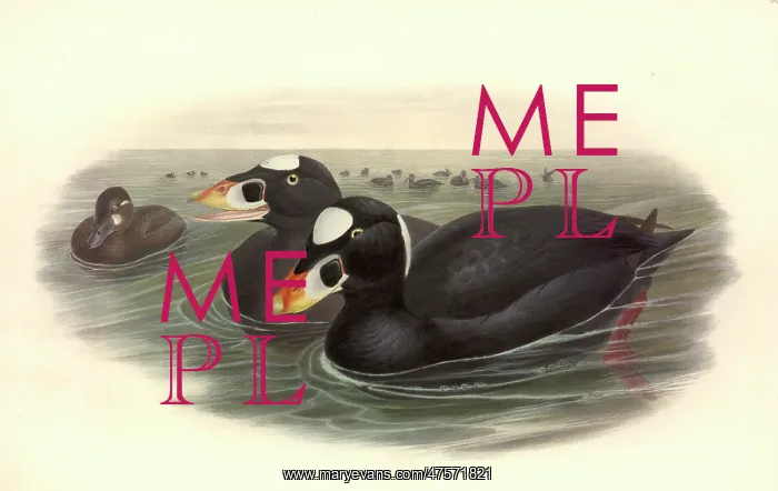 : Melanitta perspicillata, surf scoter : Melanitta perspicillata, surf scoter