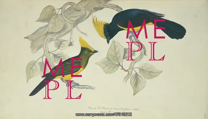 : Melanochlora sultanea, Sultan tit : Melanochlora sultanea, Sultan tit
