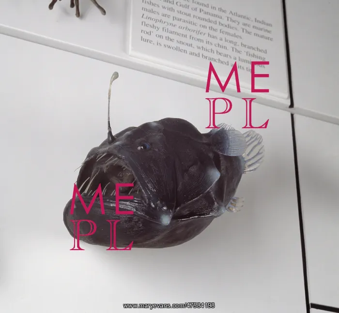 : Melanocoetus johnsoni, deep sea angler : Melanocoetus johnsoni, deep sea angler