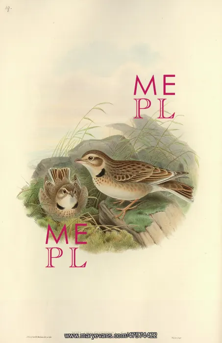 : Melanocorypha calandra, calandra lark : Melanocorypha calandra, calandra lark