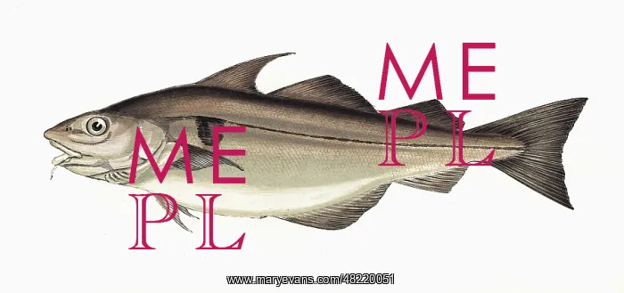 : Melanogrammus aeglefinus, or Haddock : Melanogrammus aeglefinus, or Haddock