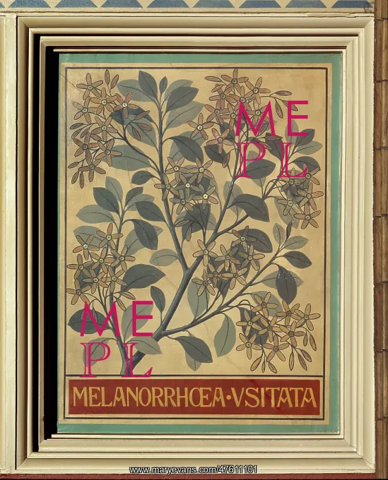 : Melanorrhoea usitata, Burmese lacquer tree : Melanorrhoea usitata, Burmese lacquer tree