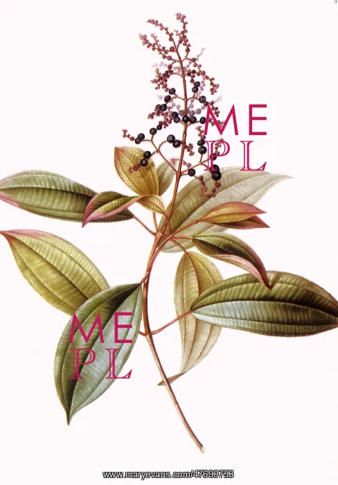  : Melastoma ciliata