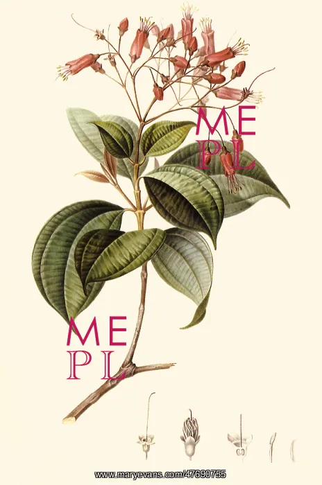: Melastoma coccinea : Melastoma coccinea