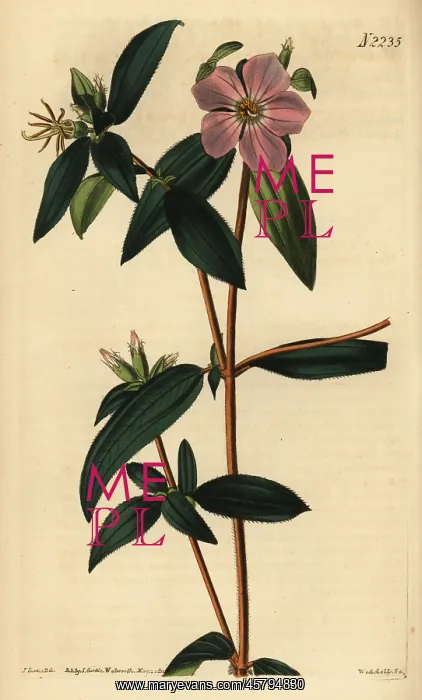 : Melastoma osbeckioides : Melastoma osbeckioides