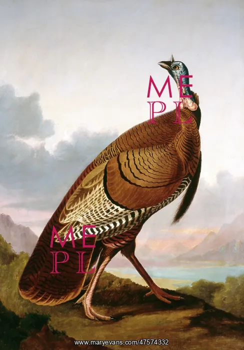 : Meleagris gallopavo, wild turkey : Meleagris gallopavo, wild turkey