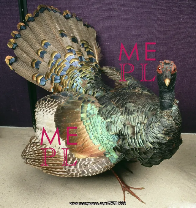 : Meleagris ocellata, ocellated turkey : Meleagris ocellata, ocellated turkey