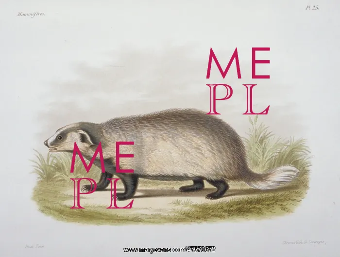 : Meles leptorynchus, Eurasian badger : Meles leptorynchus, Eurasian badger