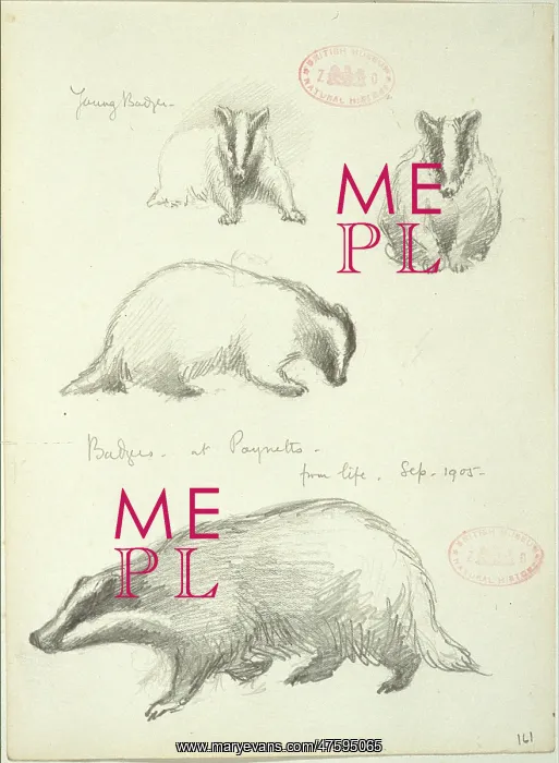 : Meles meles, Eurasian badger : Meles meles, Eurasian badger