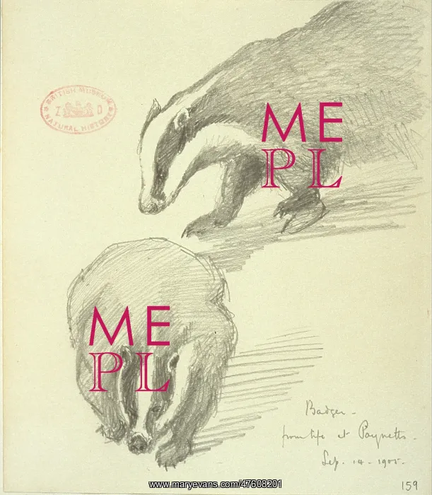 : Meles meles, Eurasian badger : Meles meles, Eurasian badger