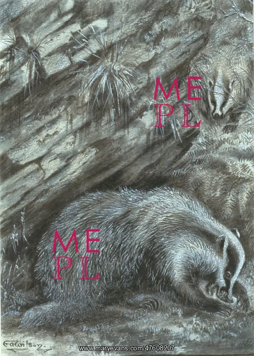  : Meles meles, Eurasian badger