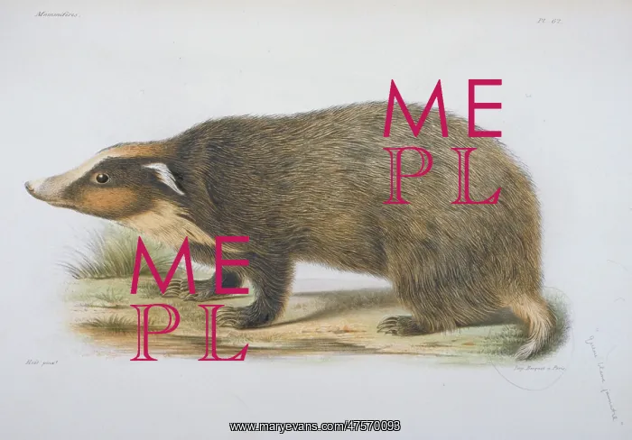 : Meles obseurus, badger : Meles obseurus, badger