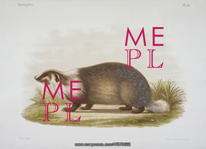 : Meles sp. badger : Meles sp. badger