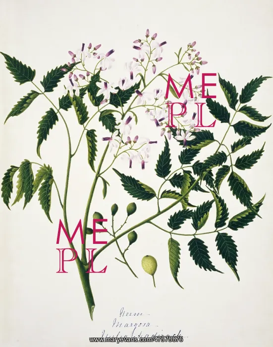 : Melia azadirack, neem : Melia azadirack, neem