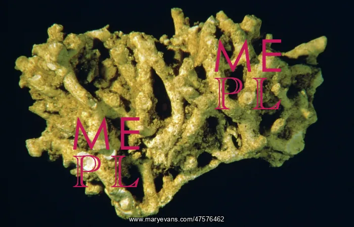 : Meliceritites semiclausa, bryozoan : Meliceritites semiclausa, bryozoan