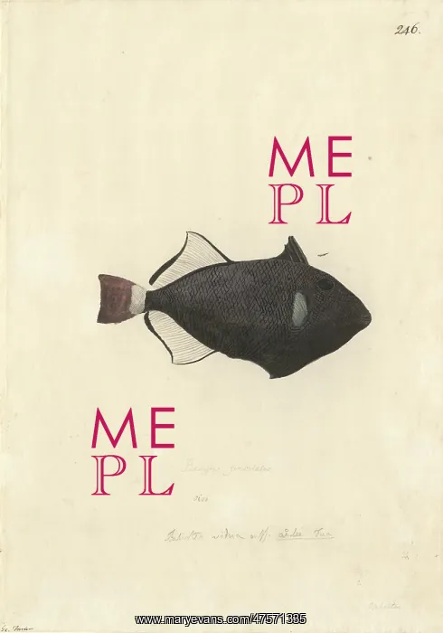 : Melichthys vidua, pinktail triggerfish : Melichthys vidua, pinktail triggerfish