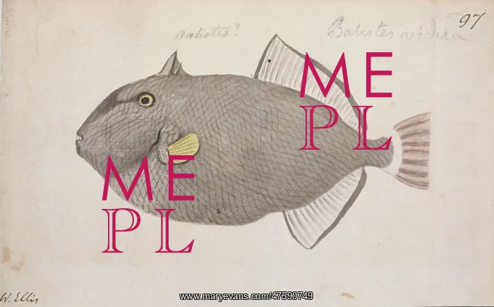 : Melichthys vidua, pinktail triggerfish : Melichthys vidua, pinktail triggerfish