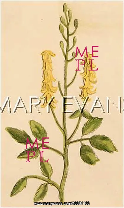  : MELILOTIS OFFICINALIS