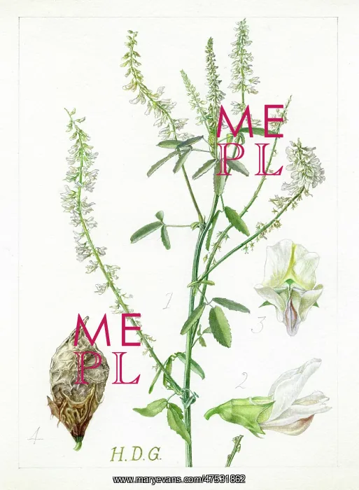 : Melilotus alba - white melilot : Melilotus alba - white melilot