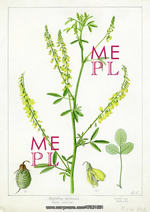 : Melilotus arvensis - field melilot : Melilotus arvensis - field melilot