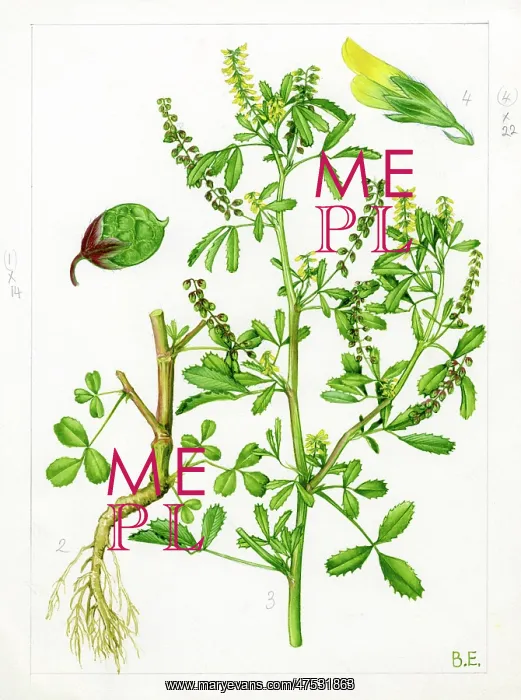 : Melilotus indica - yellow sweet clover : Melilotus indica - yellow sweet clover