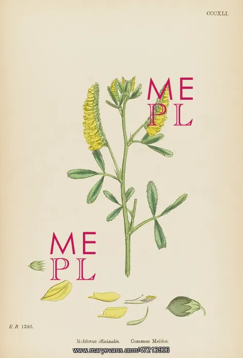  : MELILOTUS OFFICINALIS