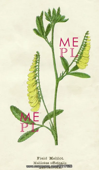  : MELILOTUS OFFICINALIS