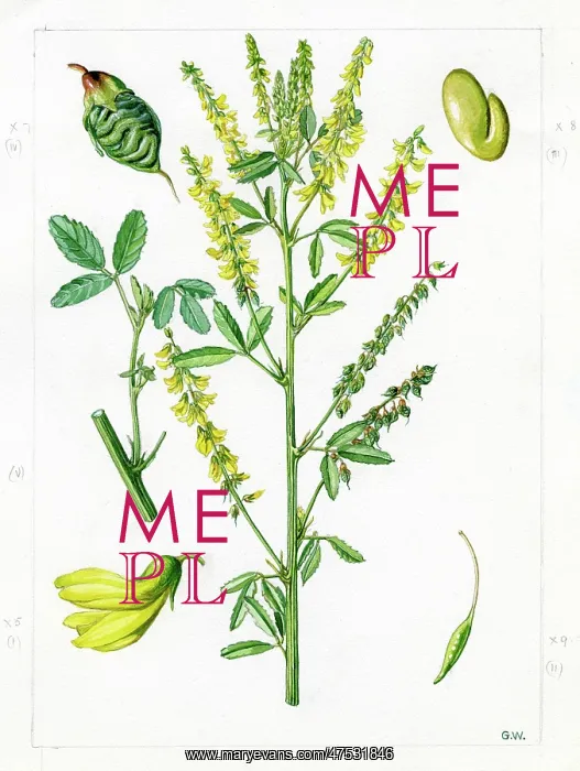 : Melilotus officinalis - yellow sweet clover : Melilotus officinalis - yellow sweet clover