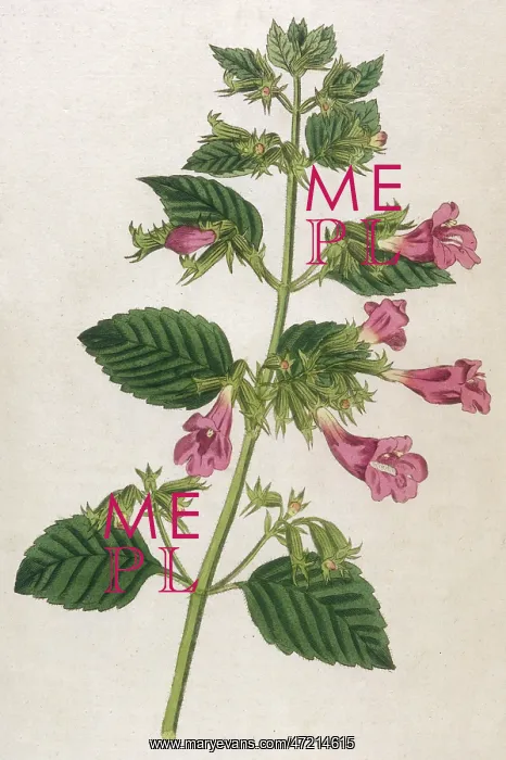  : Melissa Grandiflora