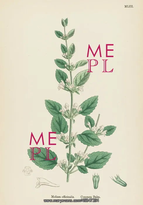  : MELISSA OFFICINALIS