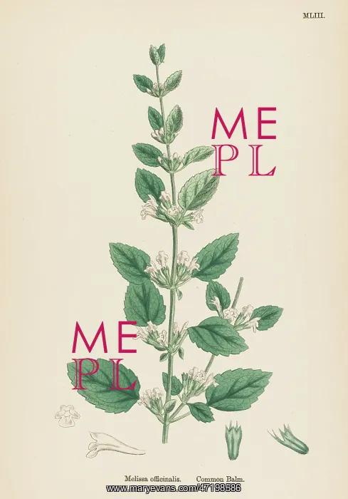  : MELISSA OFFICINALIS