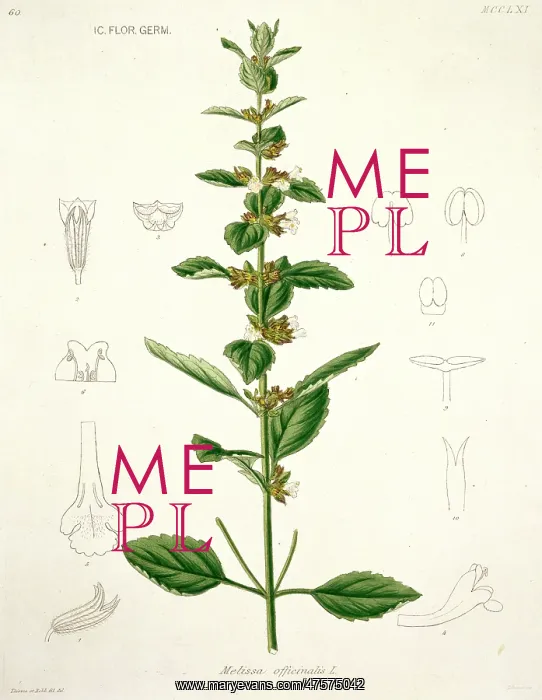 : Melissa officinalis, lemon balm : Melissa officinalis, lemon balm