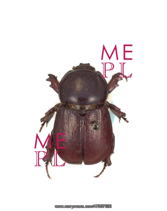 : Mellissius eudoxus, scarab beetle : Mellissius eudoxus, scarab beetle