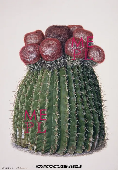 : Melocactus caroli-linnaei, melocactus : Melocactus caroli-linnaei, melocactus