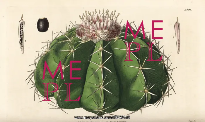 : Melocactus violaceus, vulnerable : Melocactus violaceus, vulnerable