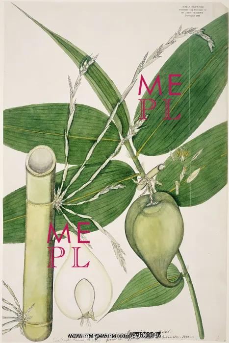 : Melocanna baccifera, berry bamboo : Melocanna baccifera, berry bamboo