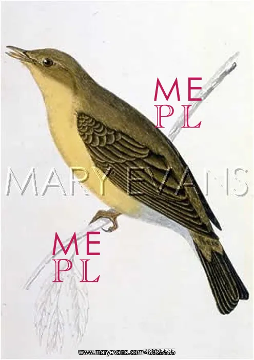  : MELODIOUS WARBLER (MOR)