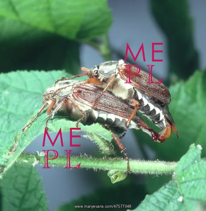 : Melolontha melolontha, mating cockchafer beetles : Melolontha melolontha, mating cockchafer beetles